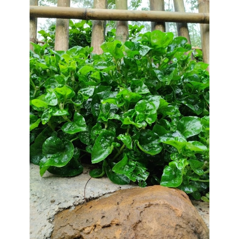 tanaman BAYAM BRAZIL