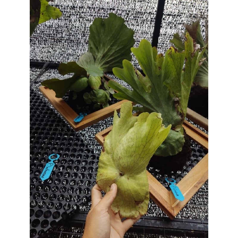 platycerium grande/wandae cabutan ukuran 25cm, simbar bali, platycerium murah, grande murah, wandae 