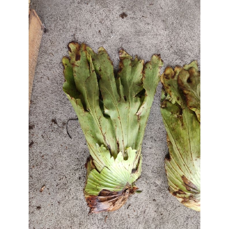 platycerium grande cabutan ukuran 60cm, platycerium murah, simbar bali, platycerium bali, platyceriu