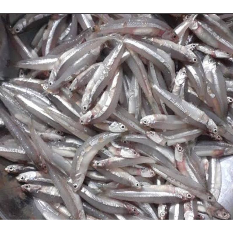 

ikan teri basah 500 gr