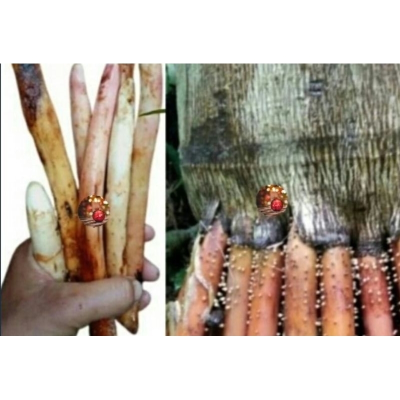 

Akar pinang / akar jambe | akar pinang fress / akar pohon pinang segar fress