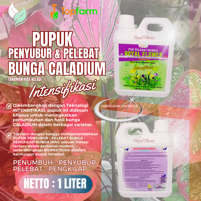 Pupuk Tanaman Hias Keladi / Pupuk Untuk Tanaman Keladi / Pupuk Penyubur Bunga Keladi / Pupuk Tanaman