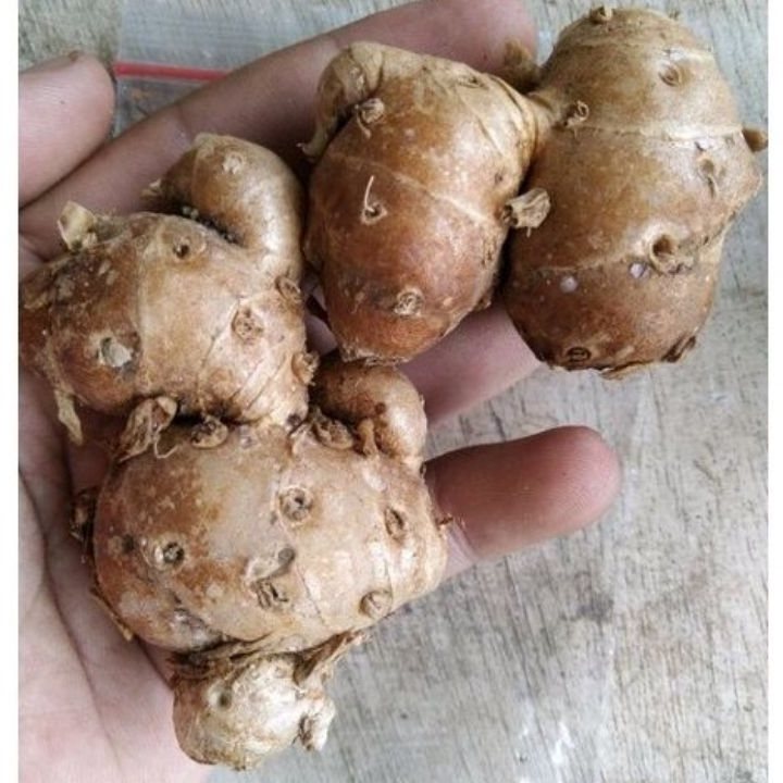 

Murah Kencur cuci 1Kg