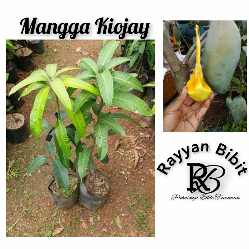 Bibit mangga kiojay okulasi cepat berbuah mangga jumbo