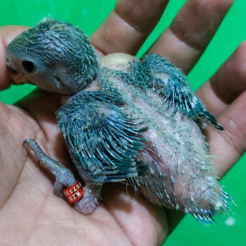 lolohan lovebird nonklep roseicollis free bubur dan spetnya