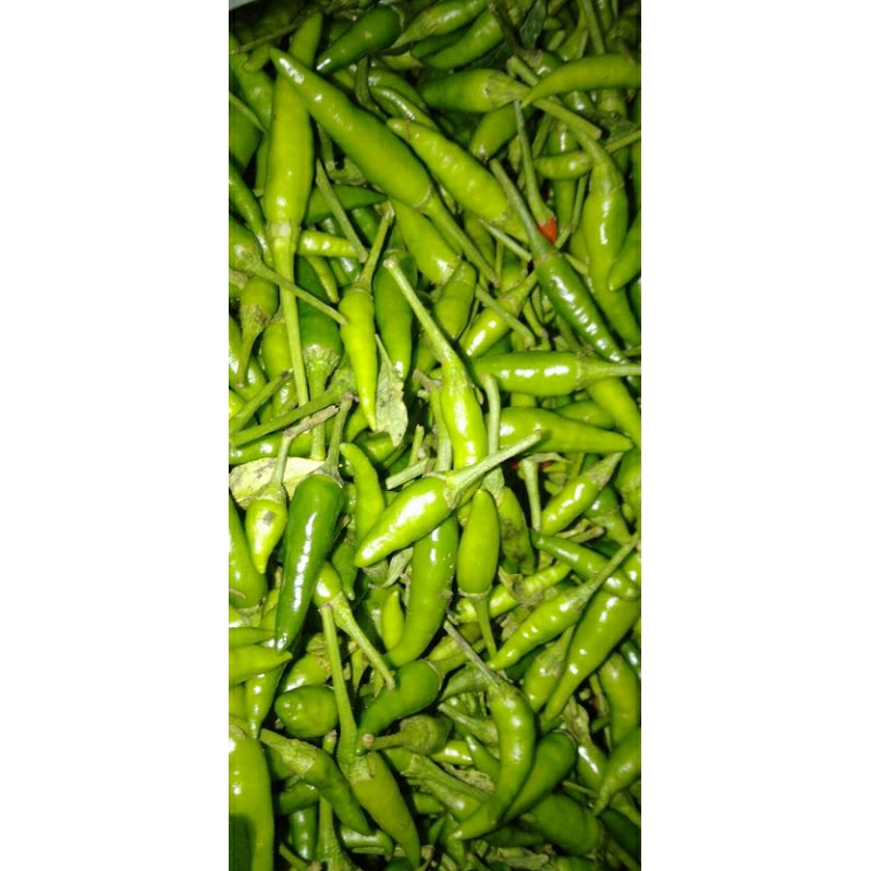 

SAYUR LOMBOK IJO kecil Lalap