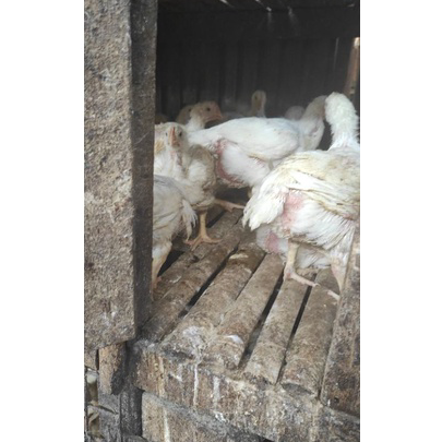 

RQGN2402 Dijamin Ori Ayam Boiler Fresh