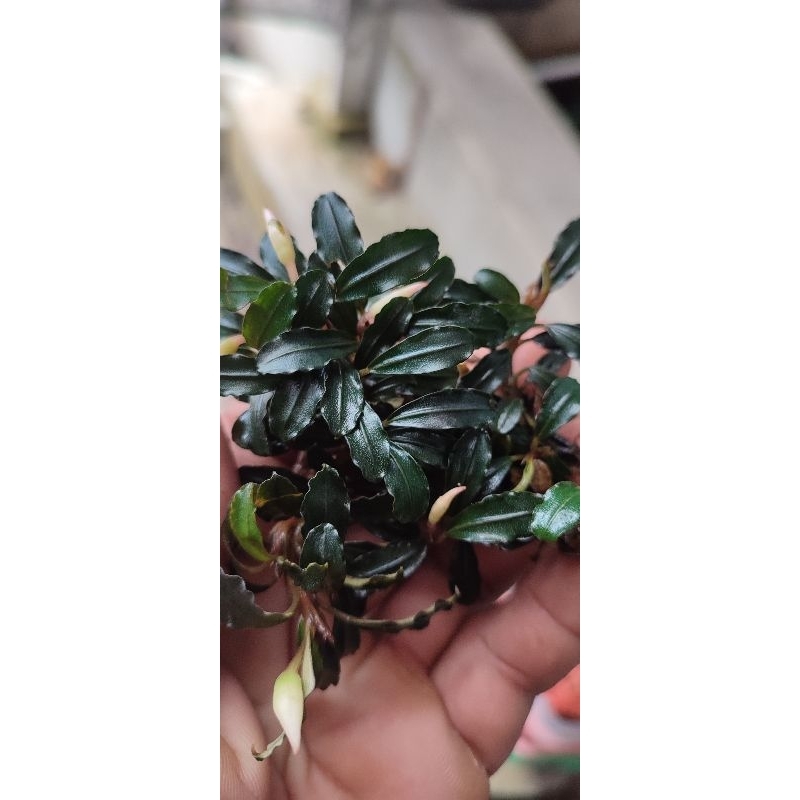 bucephalandra