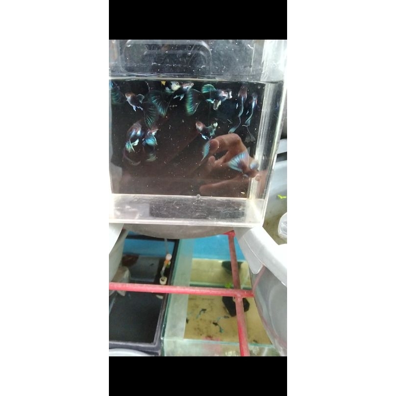 Hiasan Aquarium Guppy Hb Blue