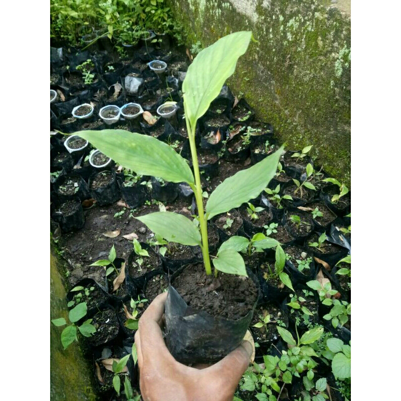 Bibit Kapolaga Hijau, Kapolaga India