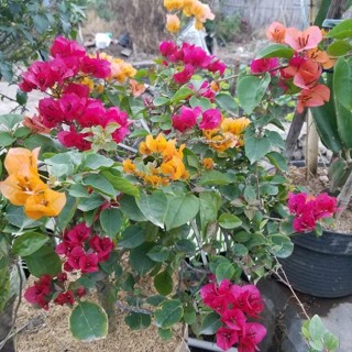 LINK LIVE Bunga Bugenvil Bougenville 3-5 Warna BATANG BESAR