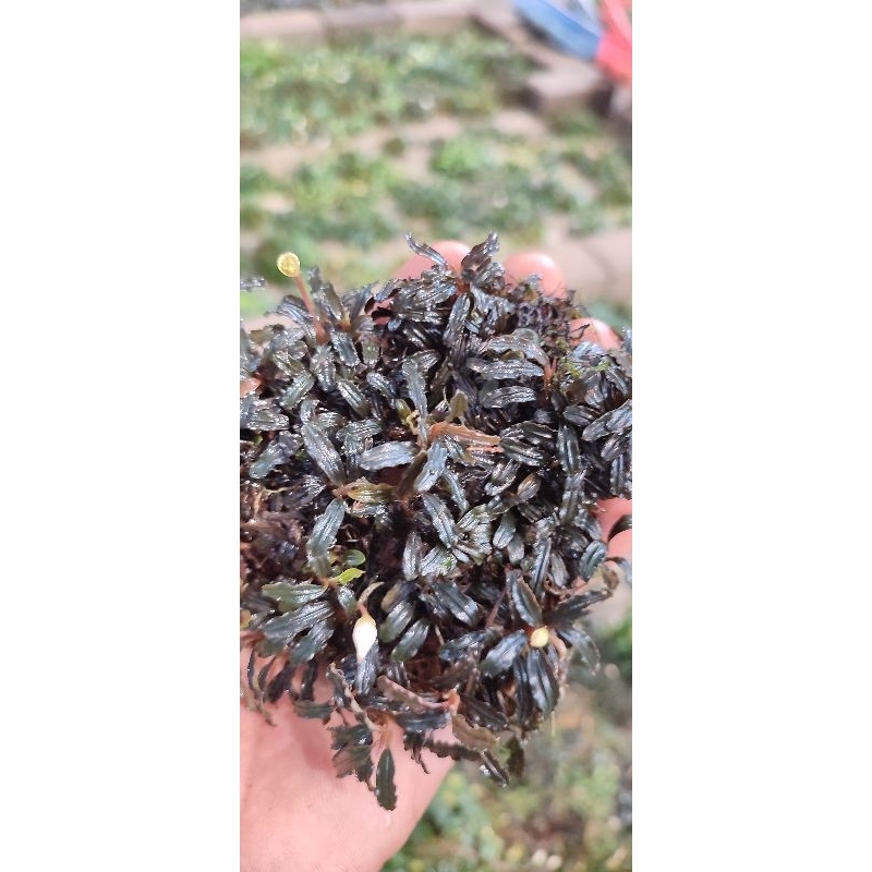 bucephalandra