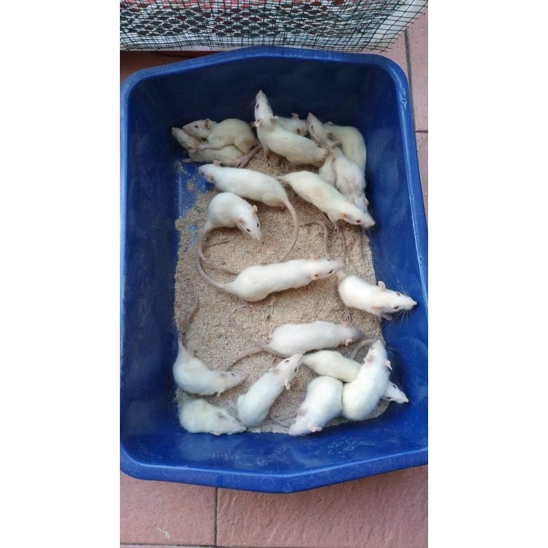 Tikus putih rat small medium large afkir murah meriah