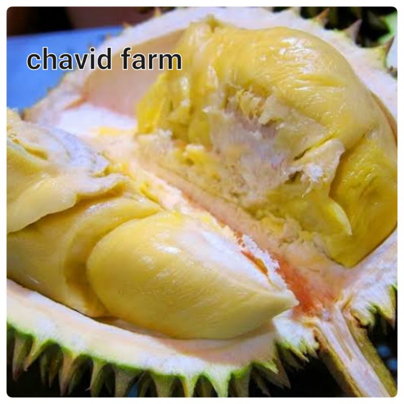 

buah durian lokal premium banjarnegara duren enak kuning legit tebal harga perbiji