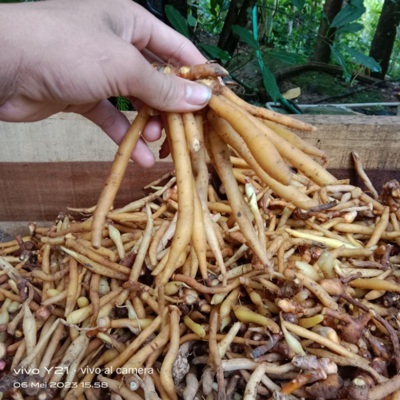 

temu kunci segar super 1 kg obat herbal