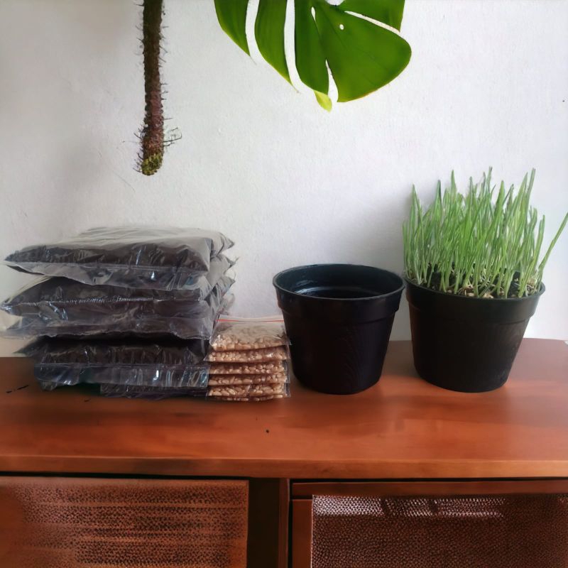 Paket siap tanam rumput gandum / rumput kucing paket lengkap siap tanam Bibit+Tanah+pot