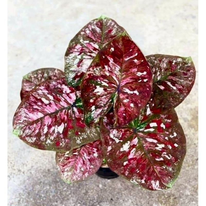 Kurusetra Keladi Hias Kurusetra Tanaman Hias Keladi Murah Meriah / Keladi Merah Bunga Hidup Tanaman 