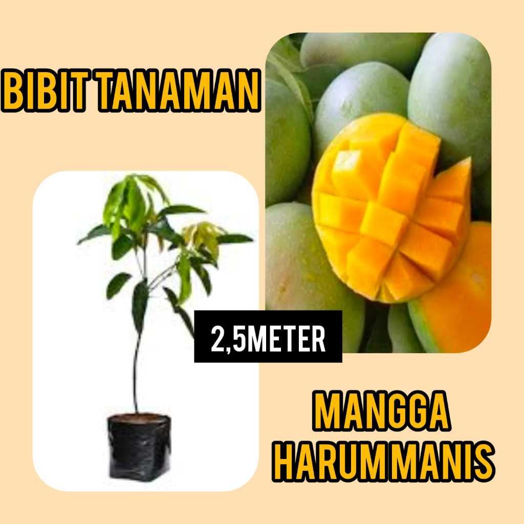 Bibit Mangga Harum Manis  2.5 Meter Up
