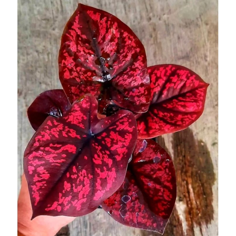 Seven Luck Caladium Seven Luck Tanaman Hias Keladi Murah Meriah / Keladi Merah Bunga Hidup Tanaman H
