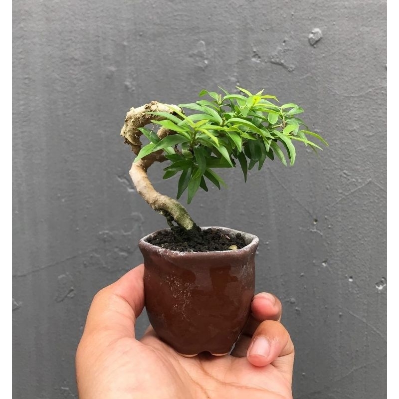 bonsai Anting putri micro shito siap pajang