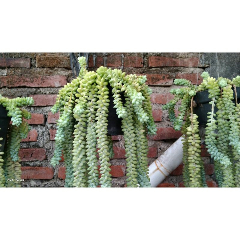 tanaman hias pot gantung (Air mata Ibu)