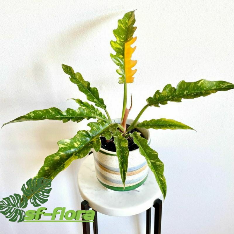 Tanaman Hias Philodendron ring of fire/rof-philodendron ring of fire varigata