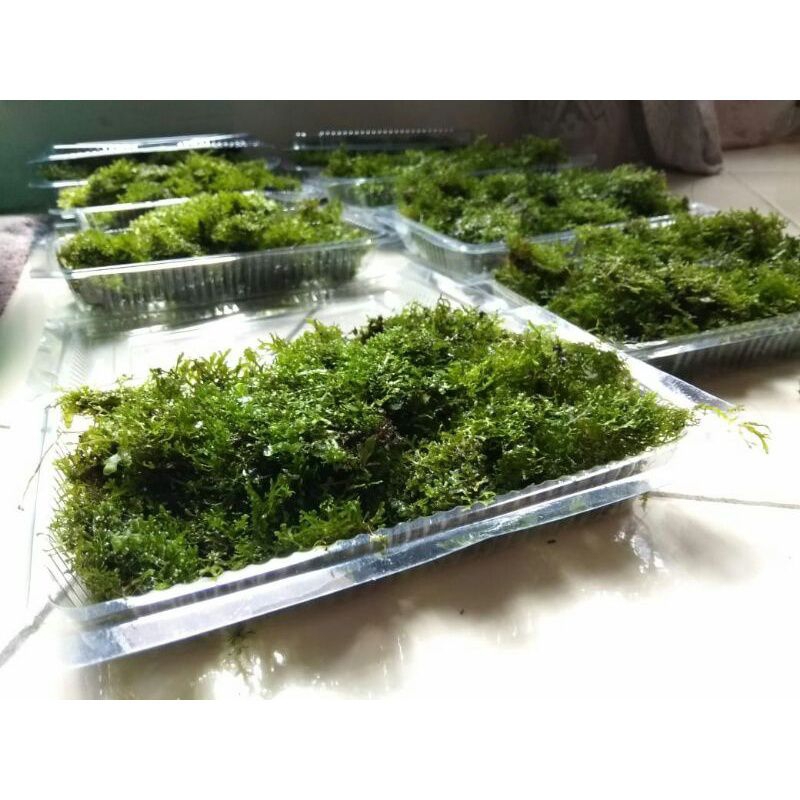 tanaman hias aquascape Moss ricardia low co2