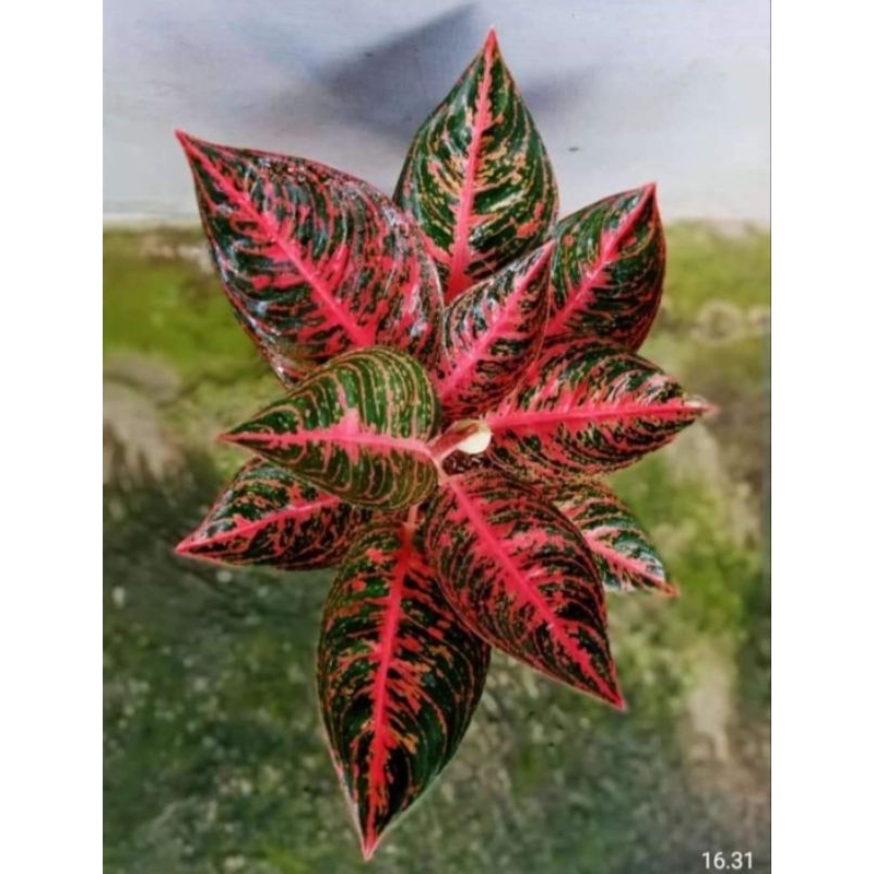 Aglonema Reanita Surya