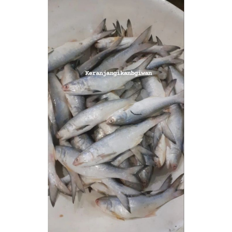 

Ikan senangin segar 1kg (bukan frozen) free dibersihkan gratis minyak goreng 1liter