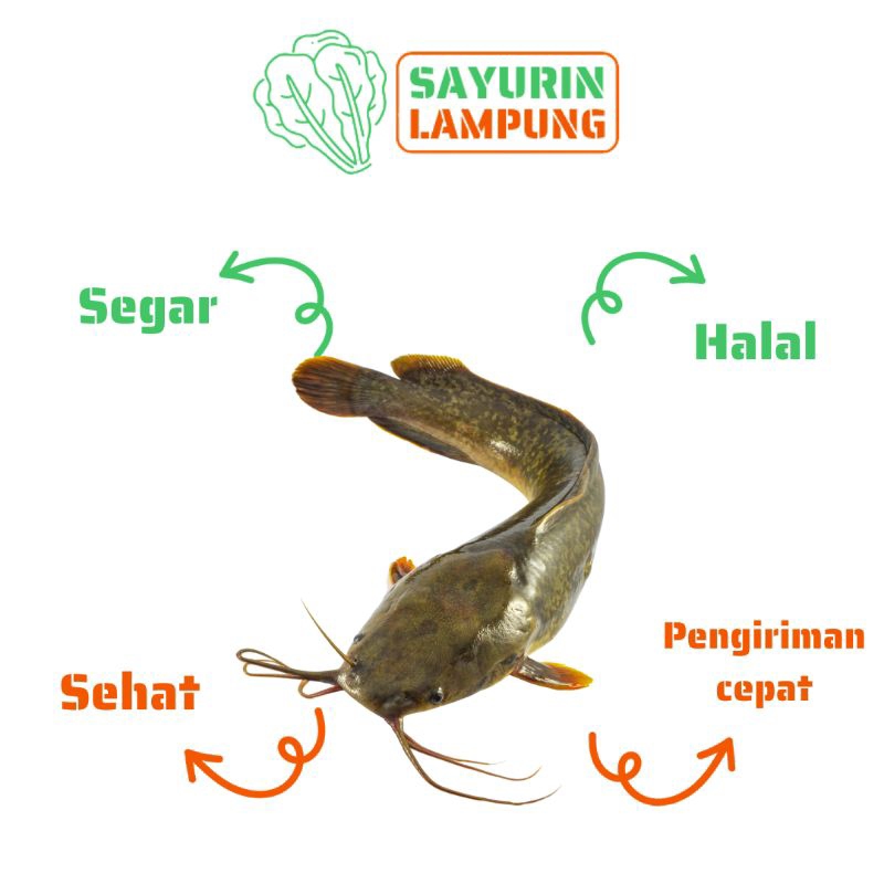 

ikan lele segar 1kg - SAYURin LAMPUNG