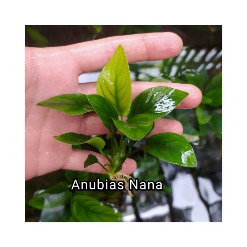 Anubias Nana var Nana