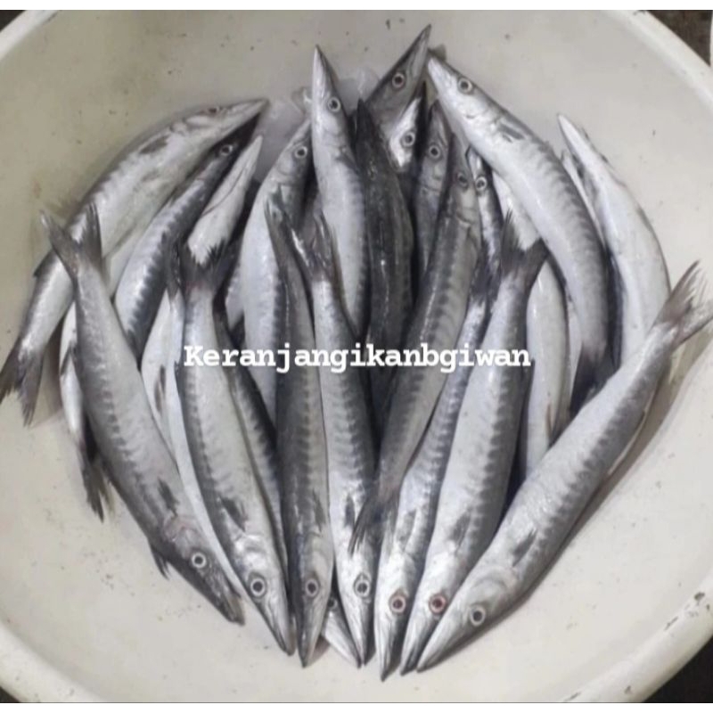 

Ikan barakuda segar 1kg isi 4/5 (bukan frozen) free dibersihkan gratis minyak goreng 1liter