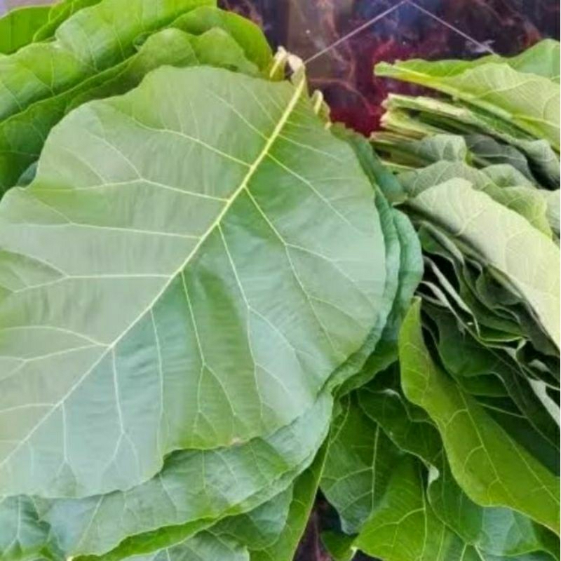 

Daun jati fresh 500gr