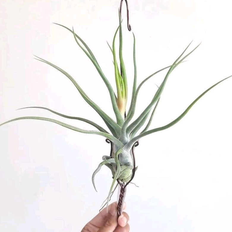 Tillandsia Charles Wiley (Seleriana x Bulbosa)