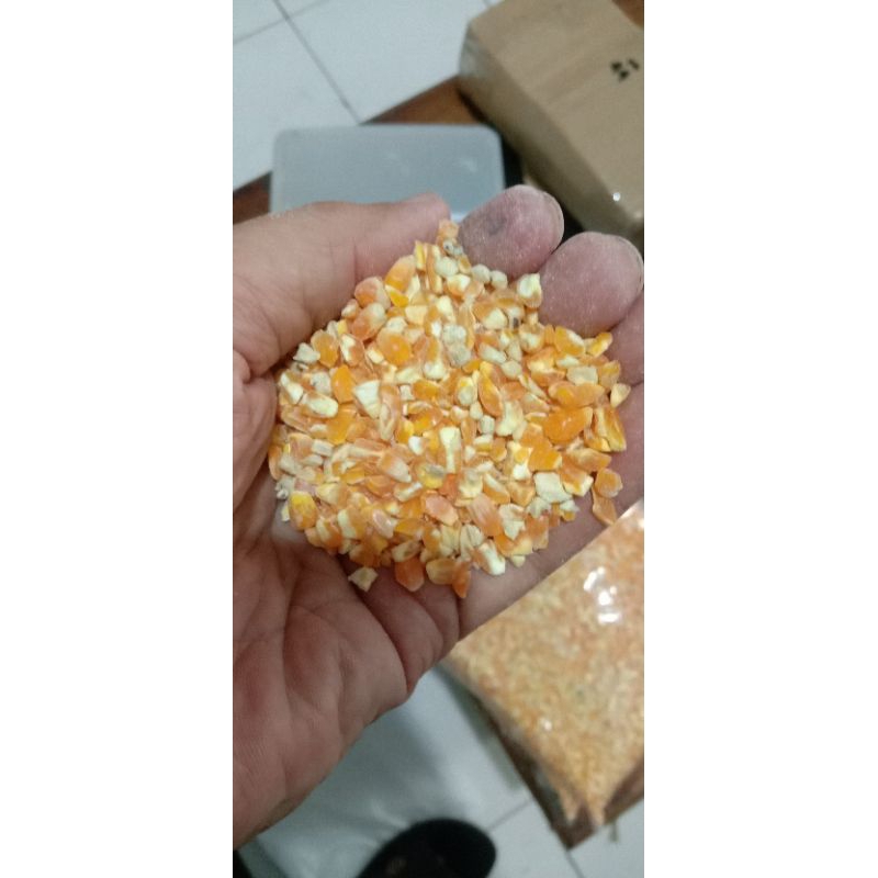 jagung giling pakan ternak