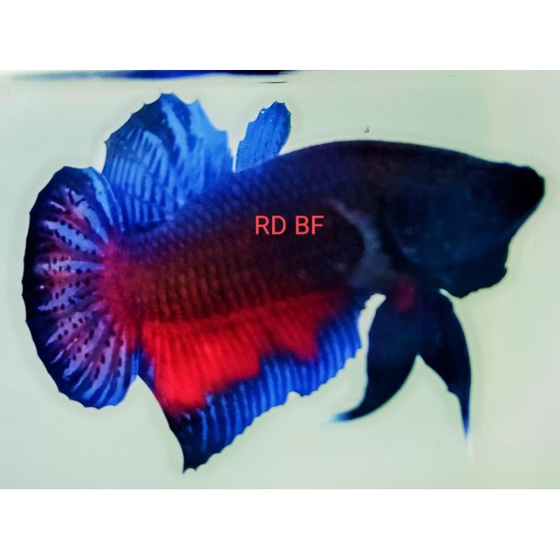 ikan cupang MDS (Medan super).