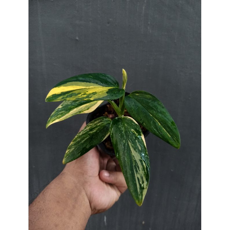 Monstera Standleyana Aurea / Standleyana Varigata Kuning