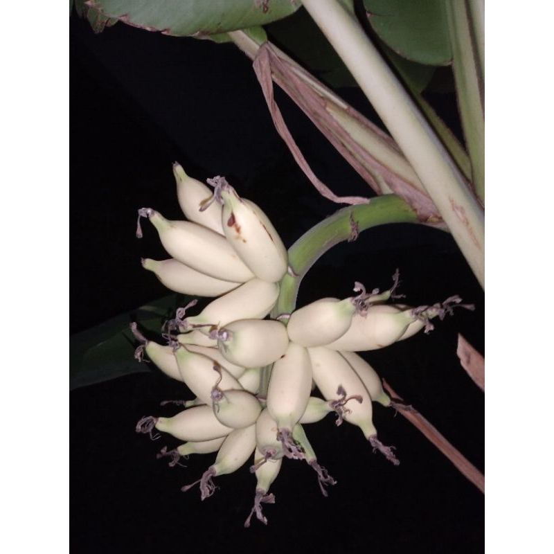 bibit pisang mas gading