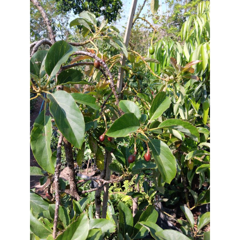 BiBit Alpukat Red Vietnam Berbuah