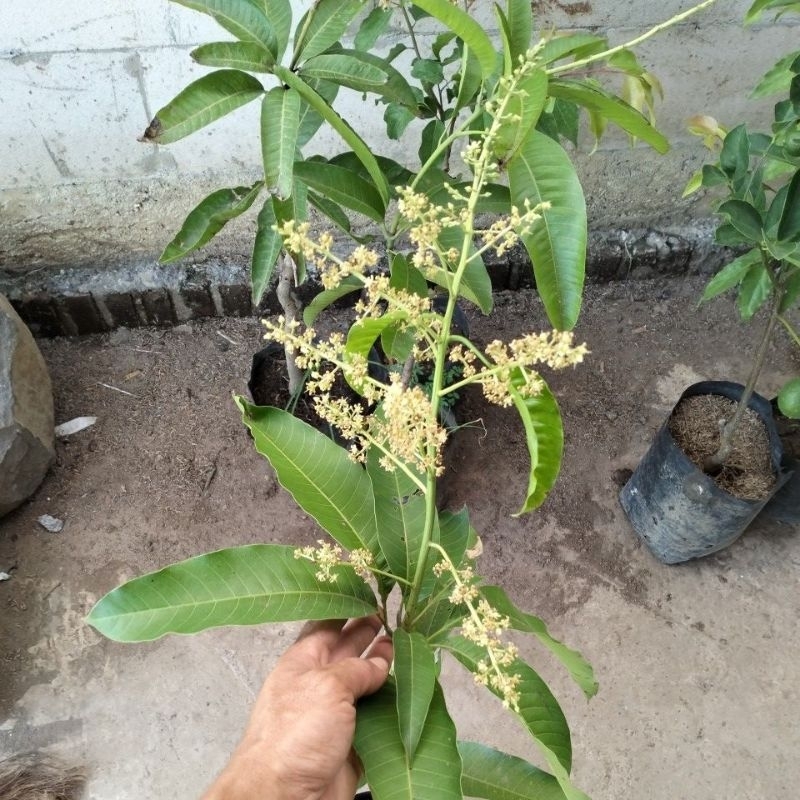 bibit mangga berbunga Chokanan, arumanis, kiojay, Mahatir