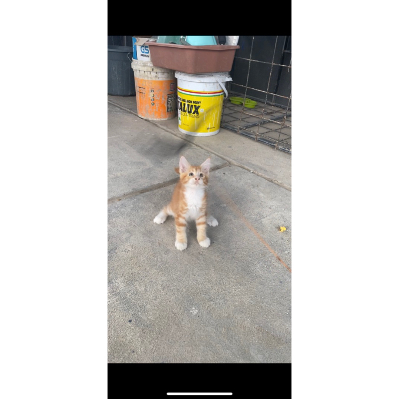 kucing mainecoon pure 3 bulan