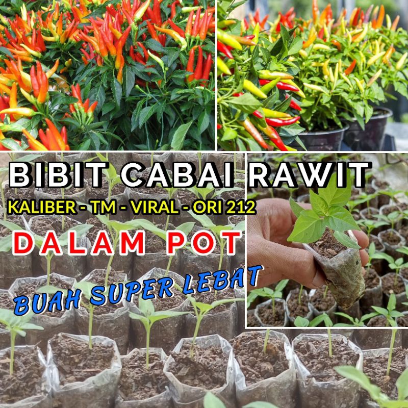 BIBIT CABAI RAWIT - SEMAI - KALIBER / TM / VIRAL / ORI
