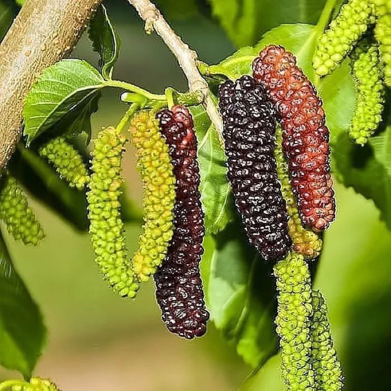 BIBIT LONG MURBEI/MURBEI PANJANG CEPAT BERBUAH
