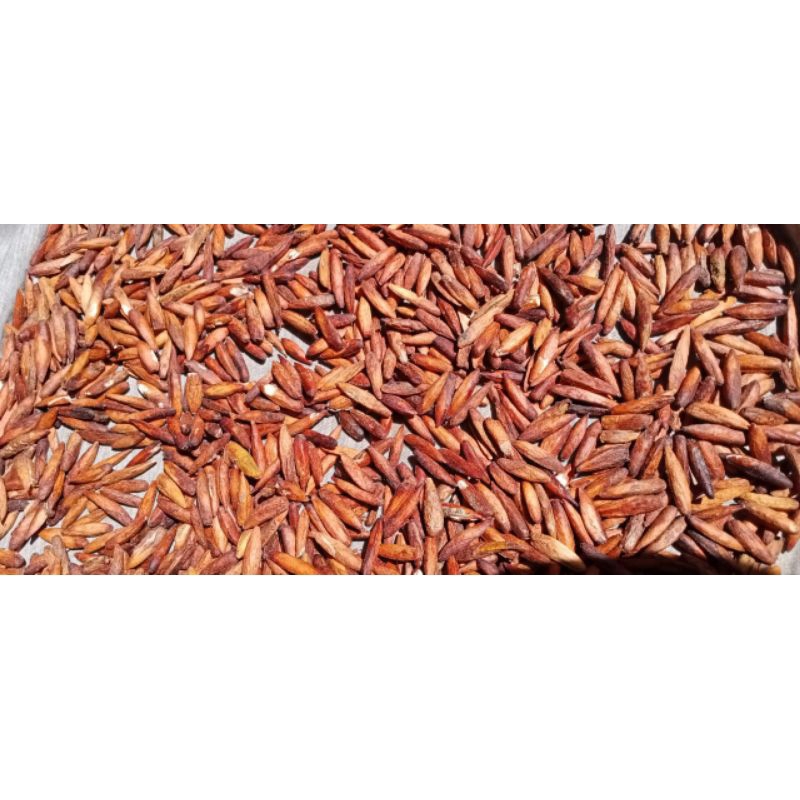 Ay00 biji ketapang kupas pakan burung 30 gram