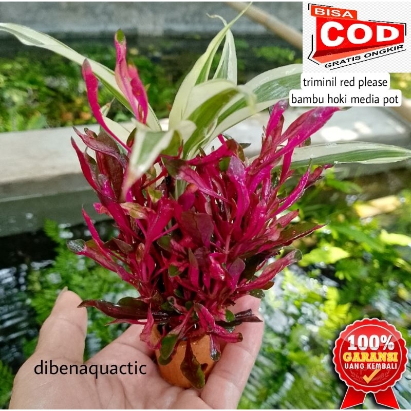 tanaman aquascape bambu hoki-sri rejeki kombinasi media pot hiasan akuarium low co2