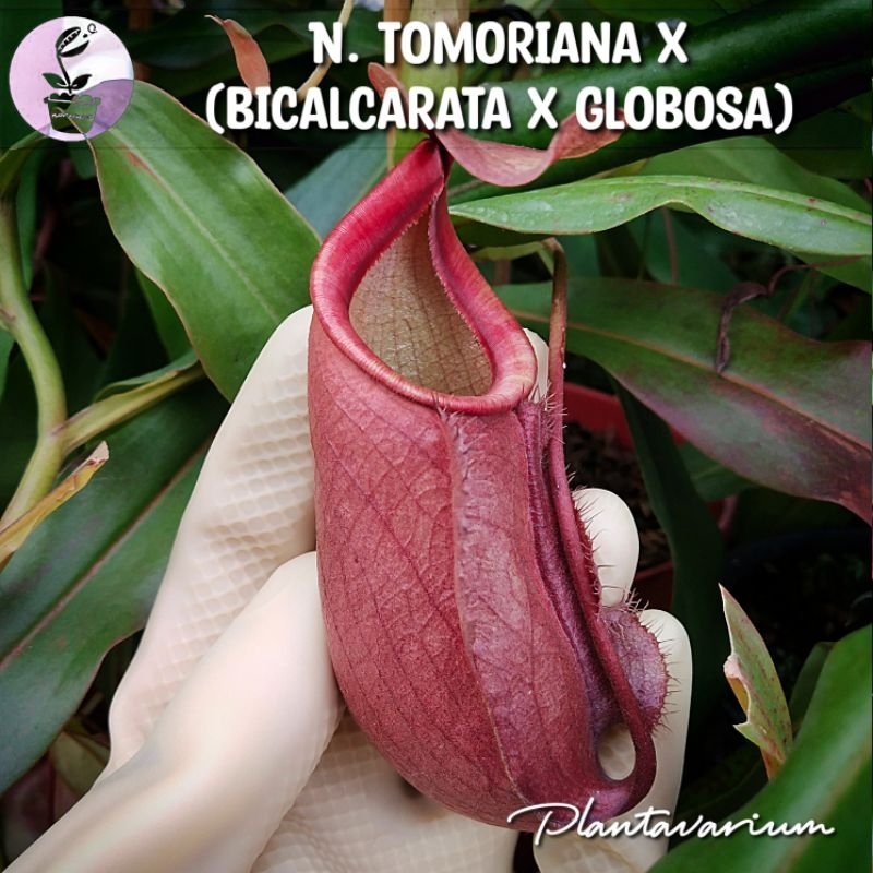 Tanaman Karnivora Nepenthes Tomoriana x (Bicalcarata x Globosa)