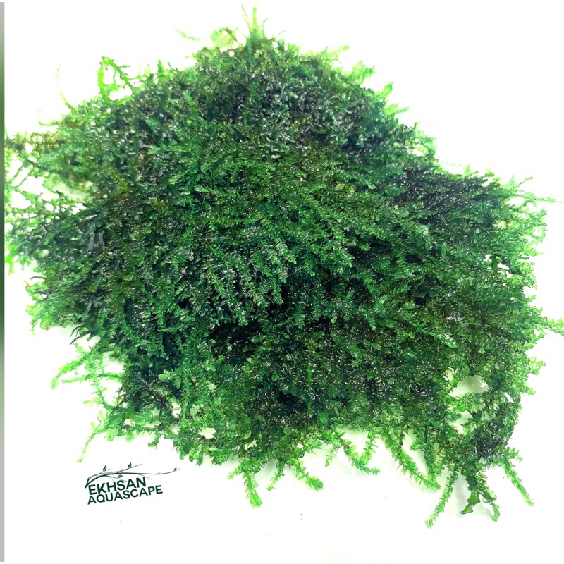 MOSS WEEPING TANAMAN AQUASCAPE AKUARIUM MOS PER NAMPAN 30x20 cm ( beli 2 gratis 1/2nampan )