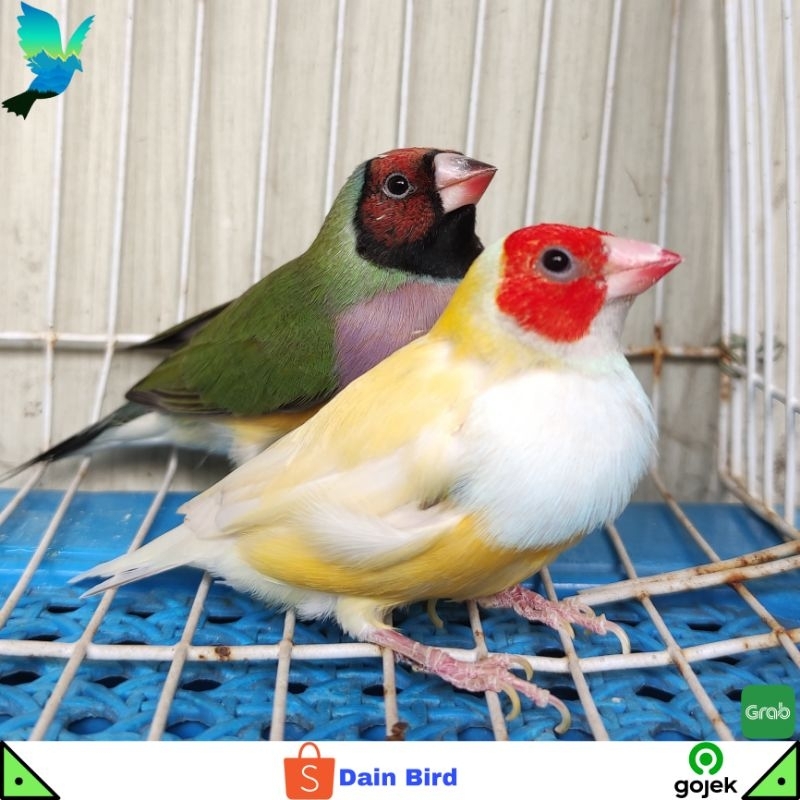 Burung Gould Amadine Kuning Ternakan Lokal Siapan Sepasang