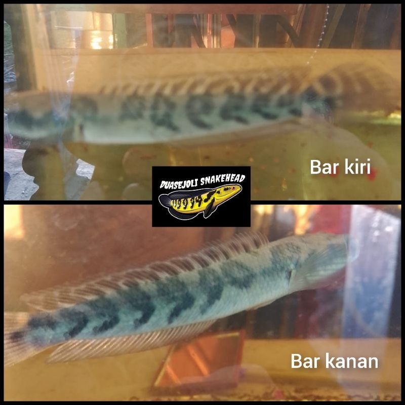 yellow sentarum