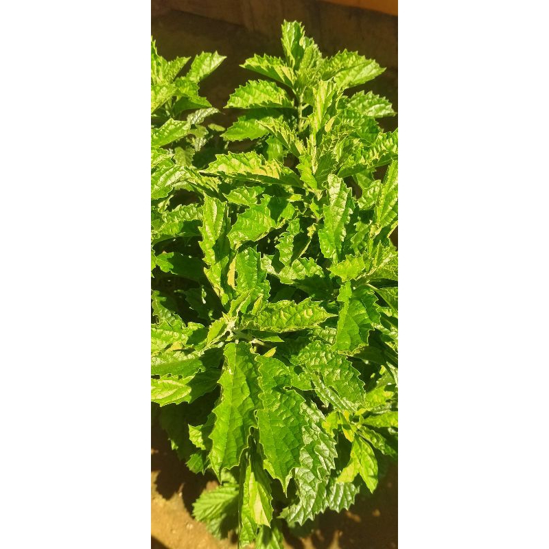 

Daun keji beling segar 100gram/daun pecah beling/keji beling/100gram